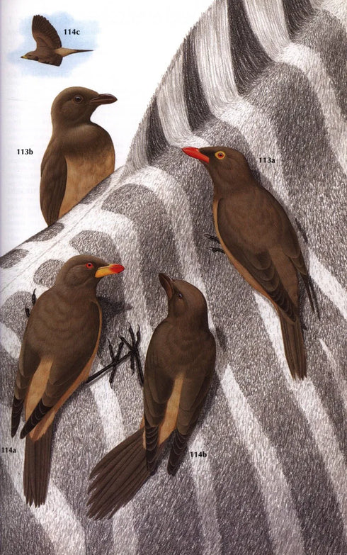 Starlings and Mynas - Feare,C. 1998